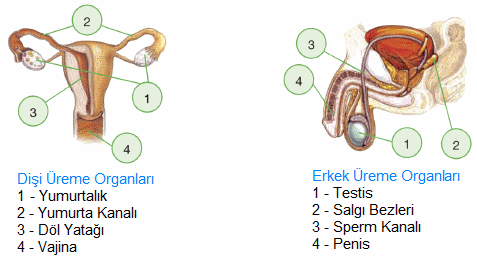 erkek dişi üreme organları