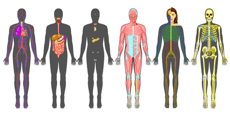vücudumuzdaki sistemler