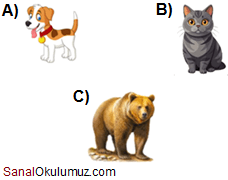 köpek kedi ayı