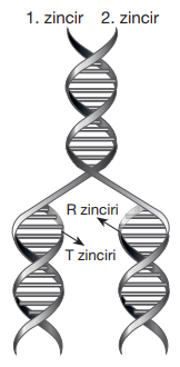 dna zincir