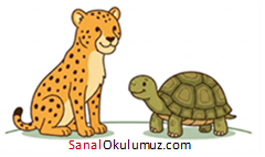 çıta ve kaplumbağa (cheetah and turtle