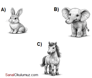 A) tavşan B) fil C) at