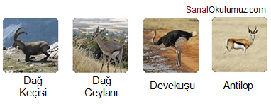 keçi ceylan deve kuşu antilop