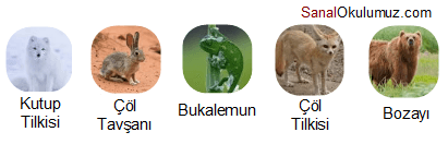 tilki tavşan bukalemun bozayı