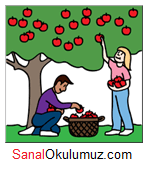 ağaçtan elma topluyorlar